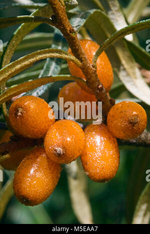 Sanddorn (Hippophae rhamnoides) barries auf hölzernen Tisch. Stockfoto