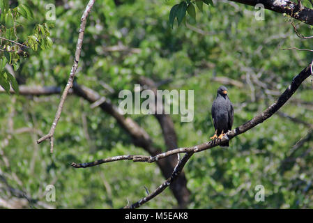 Wild Mangrove Black Hawk (Buteogallus anthracinus subtilis) in einem Baum im Corcovado Nationalpark Sitzung auf der Osa Halbinsel in Costa Rica Stockfoto