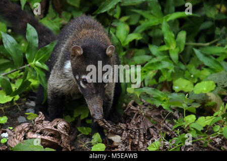 Wilde weiße Nase Nasenbär (Nasua narica) im Dschungel in der Nähe von La Fortuna im Norden Costa Ricas. Stockfoto