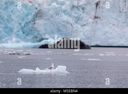 Glaucous Gull, Larus hyperboreus, auf einem kleinen Eisberg vor einem Gletscher auf Svalbard, Norwegen sitzen Stockfoto