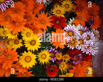 Sammlung von verschiedenen farbigen Gazanias Daybreak Serie zusammen gruppiert Stockfoto