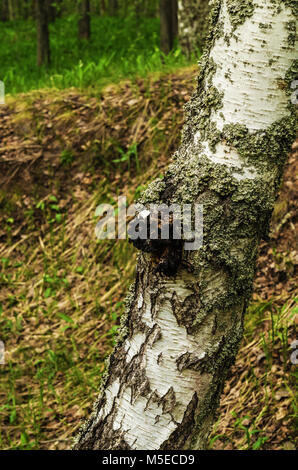 Frühjahr wald landschaft. Inonotus obliquus, allgemein bekannt als chaga Pilz auf Birke. Stockfoto