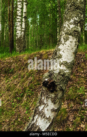 Frühjahr wald landschaft. Inonotus obliquus, allgemein bekannt als chaga Pilz auf Birke. Stockfoto