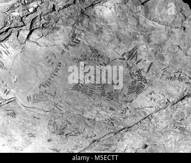 Grand Canyon fossilen Ausstellung FOSSIL FERN AUSSTELLUNG VOR GESCHLOSSENEN, Cedar Ridge, KAIBAB TRAIL; in der Nähe von Platte. Stockfoto