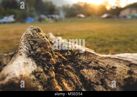 Von den Toten log aus Holz Stockfoto