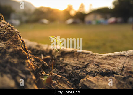 Von den Toten log aus Holz Stockfoto