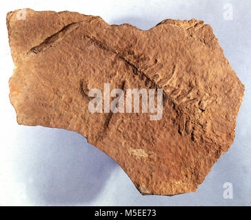 Grand Canyon Fossil Fern in Einsiedler Schiefer Horizont: EINSIEDLER SCHIEFER FOSSIL FERN. ORIGINAL KATALOG CARD NOTIZEN' auf TEMP AUSSTELLUNG, 20. Mai 1992, STS, RET. 28. JAN. 1993. KS' Stockfoto