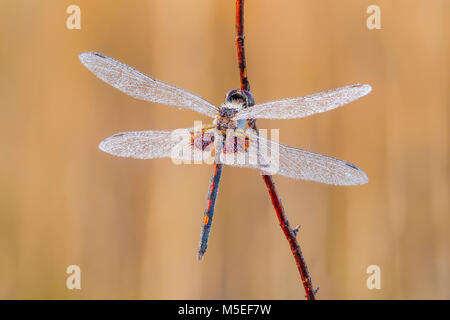 Ein Tau bedeckt männlichen verzierten Wimpel (Celithemis Ornata) sitzt auf ihre Übernachtung Schlafplatz auf einem Pflanzenstängel in den frühen Morgenstunden. Stockfoto