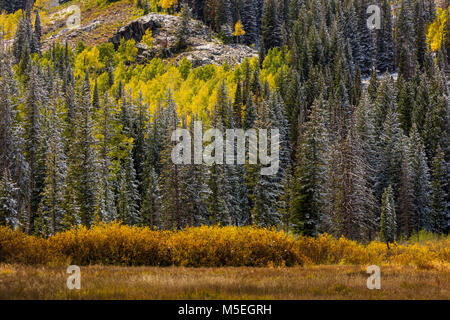 Abstauben des Schnees, Big Cottonwood Canyon, Wasatch Berge, Utah Stockfoto