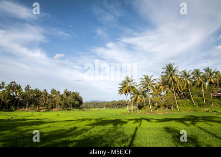 Üppig grünen Reisfeldern oder Reisfelder. Grüne Land inmitten von Kokospalmen Plantagen ausdehnen, um den Horizont in der Ferne. Schöne Landschaft Stockfoto