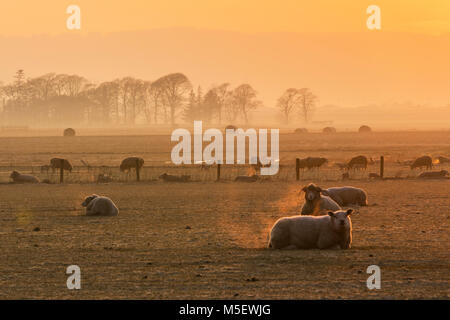 Nebel neblige Morgendämmerung über den Farm Felder von Tarleton, Lancashire, 23. Februar 2018. UK Wetter: Bitterkalte Start in den Tag für schwangere Mutterschafe bei Sonnenaufgang. Erwachsene Schafe können schwere Kälte und nass ganz gut zu behandeln, neugeborene Lämmer können nicht so ist dies eine kritische Zeit des Jahres für Vieh. Orange glühen über einem nebligen Ackerland, und frostigen Wiese, als Schafe und Lämmer in der Morgensonne füttern, eine Februar pastorale Szene im ländlichen Lancashire. Stockfoto