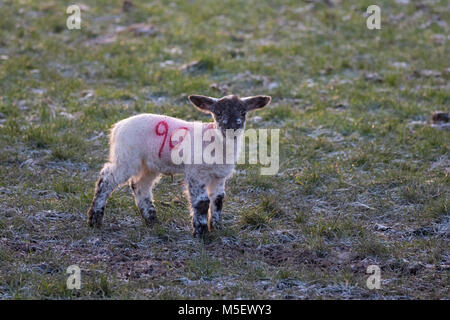 Flintshire, Wales, UK, 23. Februar 2018, UK Wetter: Temperaturen sind bereits Anfang zu fallen wie eine arktische Luftmassen in Richtung UK" nannte das Tier aus dem Osten" mit sehr kalten Temperaturen und Schnee in den nächsten Tagen. Viele heute beginnt zu fühlen, die wie die Temperaturen fallen weit unter dem Gefrierpunkt letzte Nacht. Ein junges Lamm trotzen den eisigen Temperaturen, wie das Tier aus dem Osten nimmt der ländlichen Flintshire in der vllage der Lixwm © DGDImages/Alamy leben Nachrichten Stockfoto