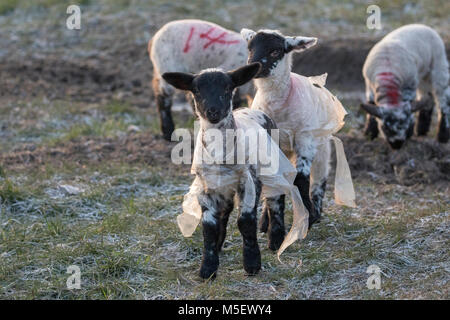 Flintshire, Wales, UK, 23. Februar 2018, UK Wetter: Temperaturen sind bereits Anfang wie eine arktische Luftmassen in Richtung Großbritannien fallen genannt Tier aus dem Osten mit sehr kalten Temperaturen und Schnee in den nächsten Tagen. Viele heute beginnt zu fühlen, die wie die Temperaturen fallen weit unter dem Gefrierpunkt letzte Nacht. Neugeborene Lämmer mit dem kalten Wetter Jacken auf trotzen den eisigen Temperaturen im Dorf Lixwm, Flintshire als freezign Wetter nimmt © DGDImages/Alamy leben Nachrichten Stockfoto