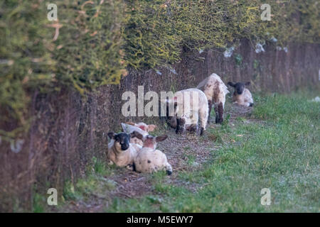 Flintshire, Wales, UK, 23. Februar 2018, UK Wetter: Temperaturen sind bereits Anfang zu fallen wie eine arktische Luftmassen in Richtung UK" nannte das Tier aus dem Osten" mit sehr kalten Temperaturen und Schnee in den nächsten Tagen. Viele heute beginnt zu fühlen, die wie die Temperaturen fallen weit unter dem Gefrierpunkt letzte Nacht. Lämmer tragen ihre Jacken trotzen den eisigen Temperaturen zusammen gepresst in der Ortschaft Lixwm, Flintshire © DGDImages/Alamy leben Nachrichten Stockfoto