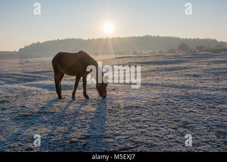 Ogdens, Frogham, Berka/Werra, New Forest, Hampshire, 23. Februar 2018. Pony Beweidung auf die gefrorene Gras. Sind die Temperaturen weit unter dem Gefrierpunkt, Frost und Eis bei Sonnenaufgang am Beginn der Bann der sehr kalten Ostwind Wetter, welches für zwei Wochen dauern könnte. Stockfoto