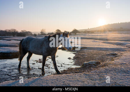 Ogdens, Frogham, Berka/Werra, New Forest, Hampshire, 23. Februar 2018. Sind die Temperaturen weit unter dem Gefrierpunkt, Frost und Eis bei Sonnenaufgang am Beginn der Bann der sehr kalten Ostwind Wetter, welches für zwei Wochen dauern könnte. Stockfoto