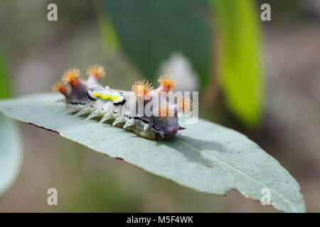 Melierte Kelchmotte Caterpillar, Doratifera waterans, im Sonnenlicht auf einem Eukalyptusblatt. Stockfoto