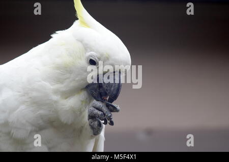 Sulpha Crested Cockatoo essen Samen von der linken Klaue Stockfoto