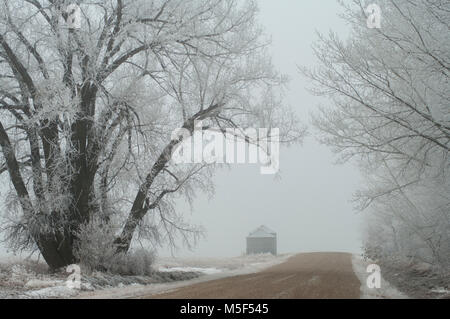 Newell County, Alberta, Kanada. Kies Land straße und große Bäume im Raureif im Winter an einem nebligen Tag abgedeckt. Stockfoto
