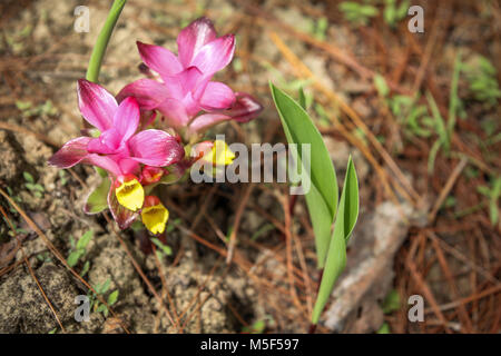 Gelbwurz Blumen in voller Blüte. Dies ist eine Nahaufnahme Makro Fotografie Bild des schönen rosa Blütenblätter und gelbe Blumen des Arzneimittels Gelbwurz Anlage Stockfoto