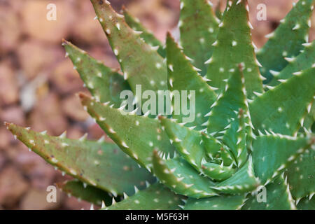 Aloe vera- oder Star Cactus (Aloe barbadensis Mill) Jelly Aloe Vera Bltter  enthalten viele Chemikalien. Aloe vera oder Schleim der Aloe Vera behandelt  Verbrennungen, heie w Stockfotografie - Alamy