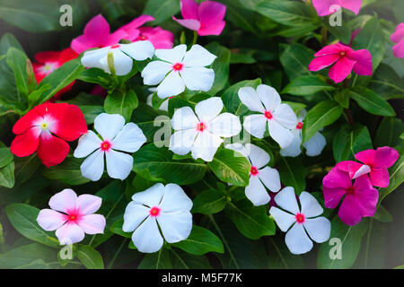 Weiß Catharanthus roseus (gemeinhin als Madagascar periwinkle, rosige immergrün oder teresita bekannt) - eine Art der Pflanze in der dogbane fam Stockfoto