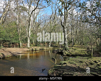 Aldridge Hill, New Forest, Hampshire, England Stockfoto