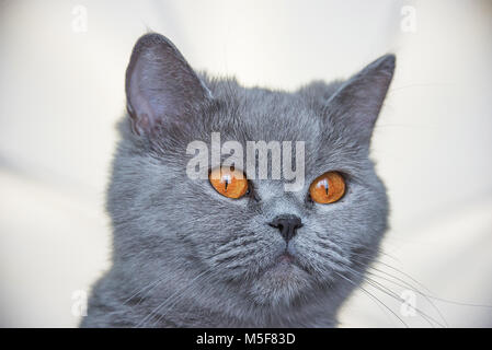 Schottische graue Katze, Porträt, rote Augen, suche gerade, Art, Katze, Baby, Freund, am Fenster sitzen, Weg suchen Stockfoto