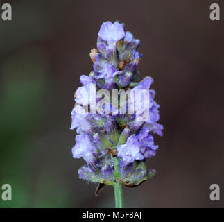 Munstead Lavendel Pflanze Stockfoto