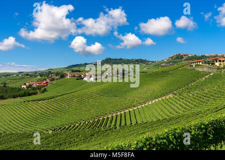 Grünen Weinbergen wächst auf den Hügeln unter blauen Himmel mit weißen Wolken in Piemont, Norditalien. Stockfoto