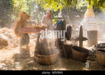 BAGAN, Myanmar, Januar 2018: Erntezeit in Bagan, Myanmar Stockfoto