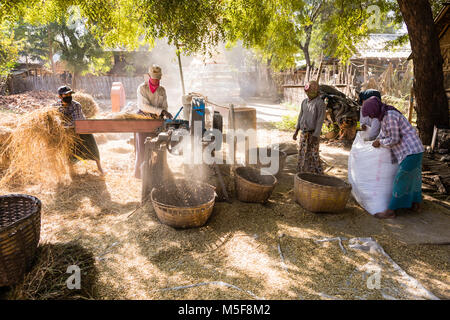 BAGAN, Myanmar, Januar 2018: Erntezeit in Bagan, Myanmar Stockfoto