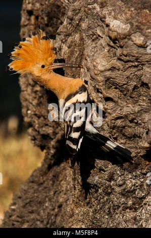 Wiedehopf (Upupa epops) stehend in ein Stück Holz Stockfoto