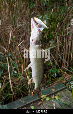 Süßwasser Hecht Fische kennen als Esox lucius. Angeln Konzept, guter Fang - große Süßwasser hecht Fische mit Fischen lure im Mund. Stockfoto