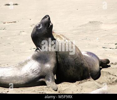 Seeelefanten am Piedras Blancas Rookery in San Simeon, Kalifornien Stockfoto