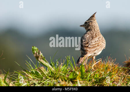 Crested Lark (Galerida cristata) offenes Land, Spanien spärliche Vegetation Stockfoto