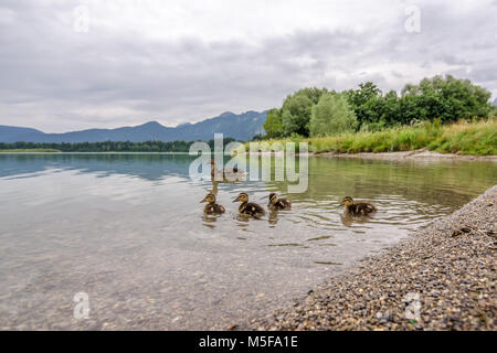 Eine Entenfamilie auf idyllischen See forggen Stockfoto