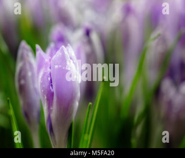 Lila Krokusse mit Wassertropfen auf es Stockfoto