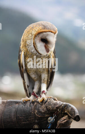 Gerettet Schleiereule ausgebildet mit pädagogische Leistung bei Condor Park Ecuador zu unterstützen. Stockfoto