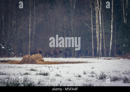 Wisente in Gruszki Dorf am Rande des Bialowieza Forest National Park in der Woiwodschaft Podlachien in Polen Stockfoto