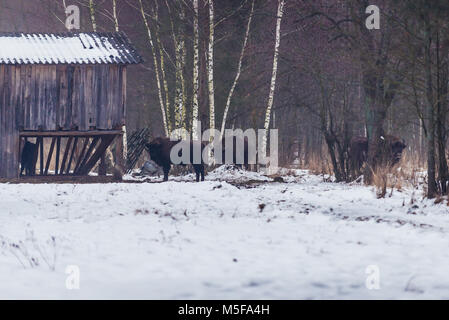 Wisente auf einer Wiese in Gruszki Dorf in Hajnowka County, Woiwodschaft Podlachien, Polen Stockfoto