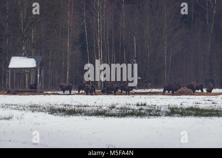 Wisente auf dem Rand von Bialowieza Waldes in Gruszki Dorf in Hajnowka County, Woiwodschaft Podlachien, Polen Stockfoto