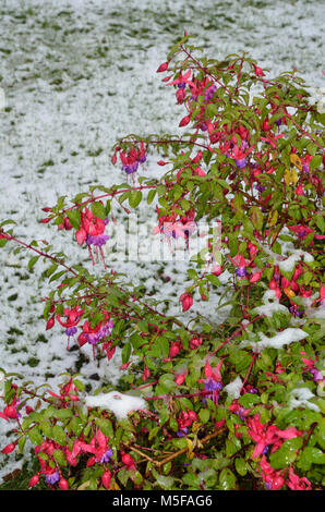 Fuchsia (onagraceae) auf frostigen Garten im November. Sheffield, South Yorkshire, UK Vereinigtes Königreich, Europa Stockfoto