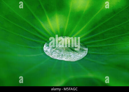 Klares Wasser Tropfen auf den Green Lotus Blatt Stockfoto