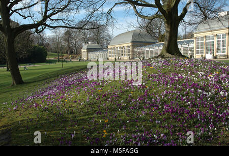 Botanische Gärten, botanische Gärten; Clarkehouse Straße; Sheffield; S 10; South Yorkshire, UK Vereinigtes Königreich; Europa. Öffentliche Gärten; Rasen; Krokus; Spr Stockfoto