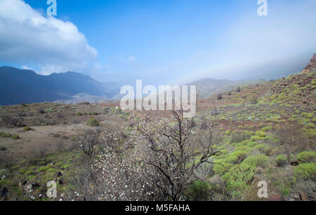 Gran Canaria, Februar 2018, Mandelbäume ab Ende in das Tal von Tirajana zu blühen Stockfoto