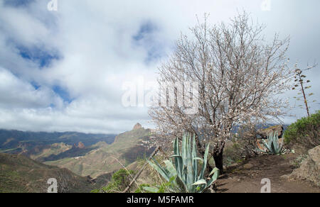 Gran Canaria, Februar 2018, Blick in die Caldera de Tejeda aus dem Süden, blühenden Mandelbaum Stockfoto