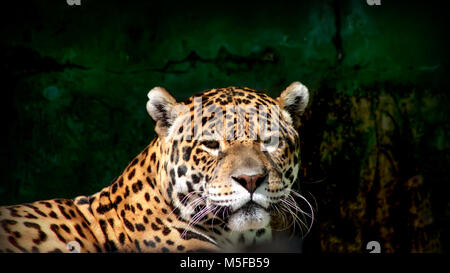 Nahaufnahme von einem Jaguar (Panthera onca)/Jaguar/Katzen/close up/Portrait Stockfoto