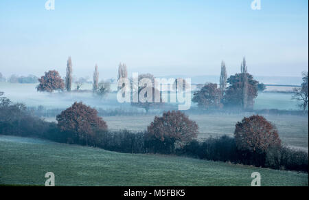 Morgennebel unter den Bäumen in der Landschaft von Staffordshire England UK Stockfoto