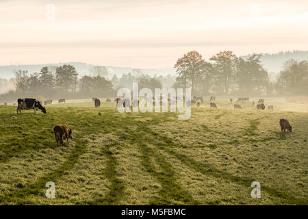 Rot und Schwarz Holstein Kühe grasen auf einem kalten Herbst morgen auf einer Wiese in der Schweiz Stockfoto